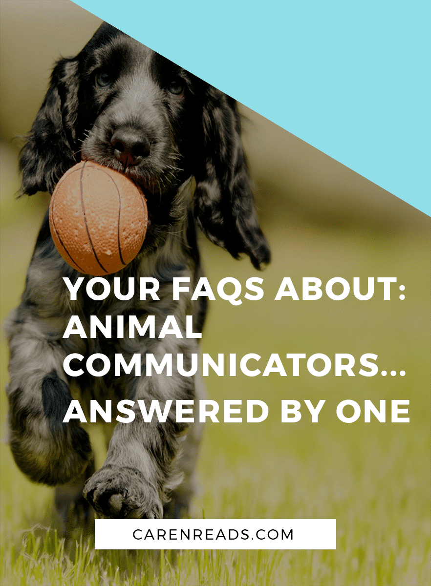 Animal Communicators