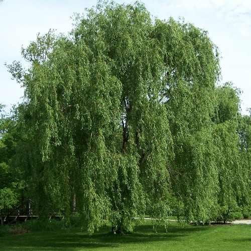 English: Golden weeping willow Salix × sepulcr...